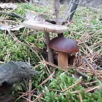Bed and breakfast Palac Mysliwski W Antoninie 4*