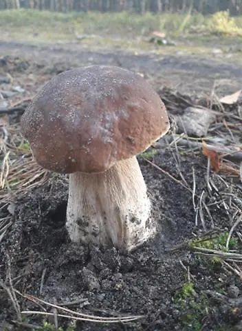 Palac Mysliwski W Antoninie 4* Antonin (Ostrow Wielkopolski)