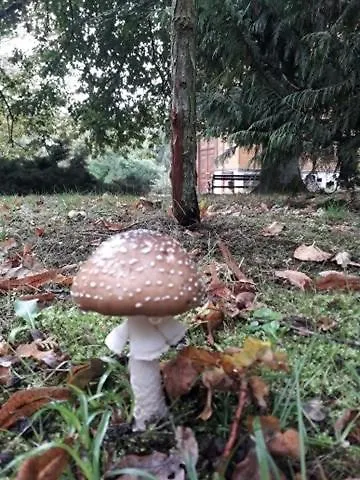 Palac Mysliwski W Antoninie Antonin (Ostrow Wielkopolski)